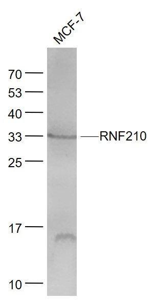 Lane 1: MCF7 cell lysates probed with RNF210 Polyclonal Antibody, Unconjugated (bs-8494R) at 1:1000 dilution and 4˚C overnight incubation. Followed by conjugated secondary antibody incubation at 1:20000 for 60 min at 37˚C.