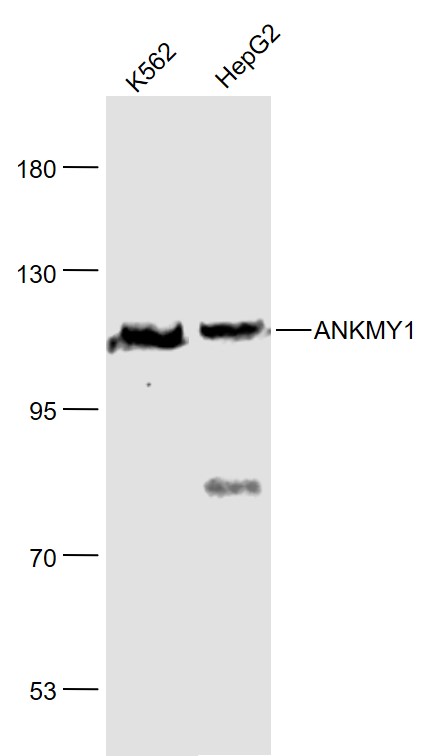 Lane 1: K562 cell lysates; Lane 2: HepG2 cell lysates probed with ANKMY1 Polyclonal Antibody, Unconjugated (bs-9744R) at 1:1000 dilution and 4˚C overnight incubation. Followed by conjugated secondary antibody incubation at 1:20000 for 60 min at 37˚C.