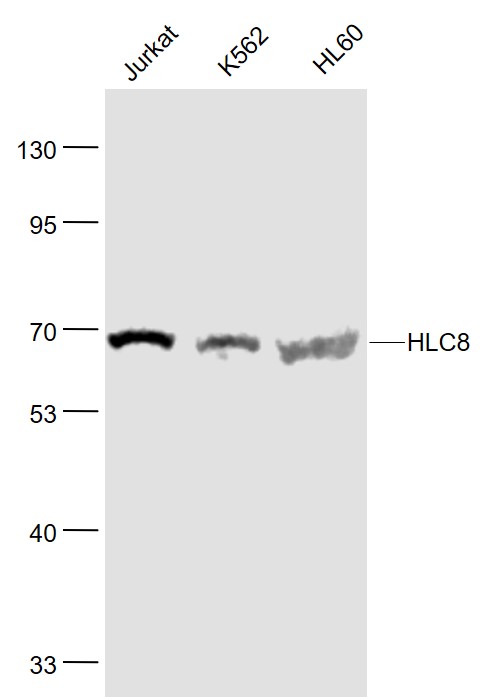 Lane 1: Jurkat cell lysates; Lane 2: K562 cell lysates; Lane 3: HL60 cell lysates probed with HLC8 Polyclonal Antibody, Unconjugated (bs-9836R) at 1:1000 dilution and 4˚C overnight incubation. Followed by conjugated secondary antibody incubation at 1:20000 for 60 min at 37˚C.