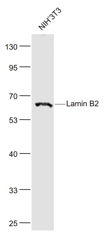 Lane 1: NIH/3T3 cell lysates probed with Lamin B2 Polyclonal Antibody, Unconjugated (bs-11132R) at 1:1000 dilution and 4˚C overnight incubation. Followed by conjugated secondary antibody incubation at 1:20000 for 60 min at 37˚C.