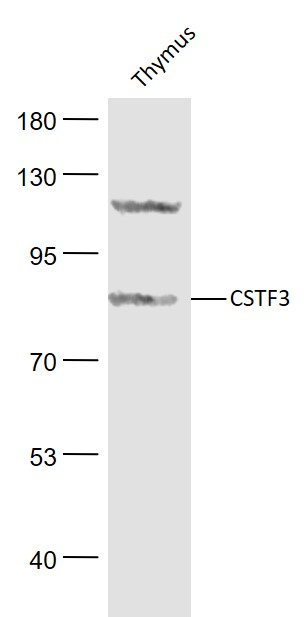 Lane 1: Mouse Thymus lysates probed with CSTF3/CSTF77 Polyclonal Antibody, Unconjugated (bs-12935R) at 1:1000 dilution and 4˚C overnight incubation. Followed by conjugated secondary antibody incubation at 1:20000 for 60 min at 37˚C.