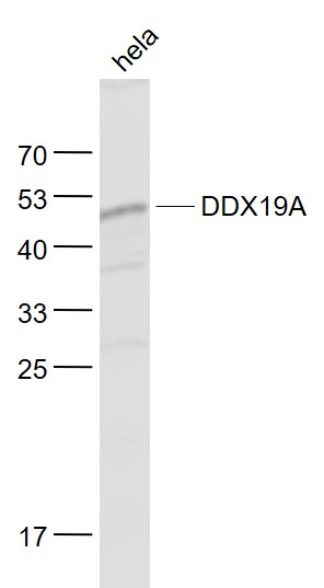 Lane 1: Hela cell lysates probed with DDX19A/B Polyclonal Antibody, Unconjugated (bs-14717R) at 1:1000 dilution and 4˚C overnight incubation. Followed by conjugated secondary antibody incubation at 1:20000 for 60 min at 37˚C.