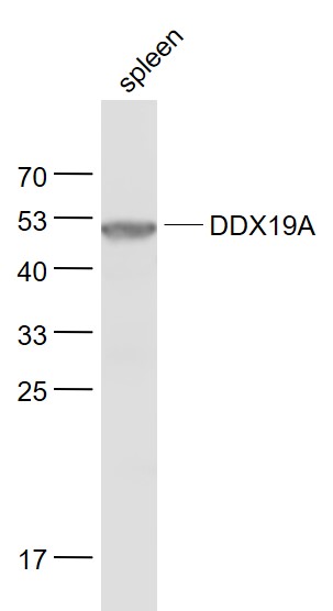 Lane 1: Spleen lysates probed with DDX19A/B Polyclonal Antibody, Unconjugated (bs-14717R) at 1:1000 dilution and 4˚C overnight incubation. Followed by conjugated secondary antibody incubation at 1:20000 for 60 min at 37˚C.