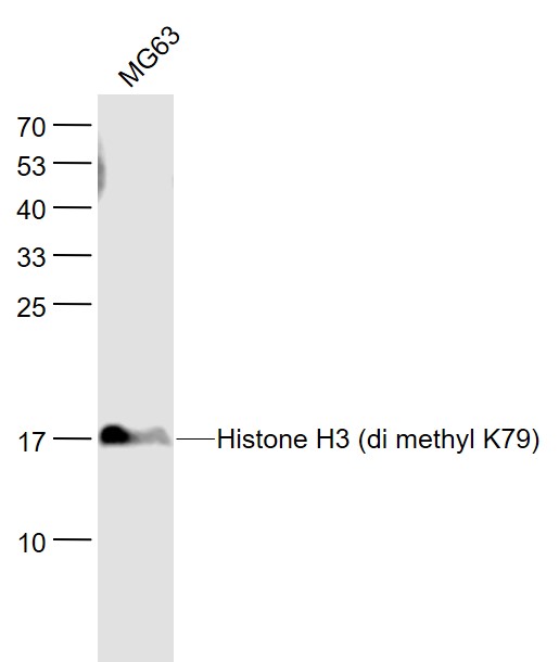 Lane 1: MG63 cell lysates probed with Histone H3 (di methyl K79) Monoclonal Antibody, Unconjugated (bsm-33093M) at 1:1000 dilution and 4˚C overnight incubation. Followed by conjugated secondary antibody incubation at 1:20000 for 60 min at 37˚C.