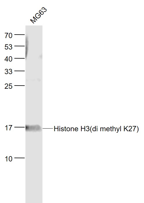 Lane 1: MG63 cell lysates probed with Histone H3(di methyl K27) Monoclonal Antibody, Unconjugated (bsm-33107M) at 1:1000 dilution and 4˚C overnight incubation. Followed by conjugated secondary antibody incubation at 1:20000 for 60 min at 37˚C.