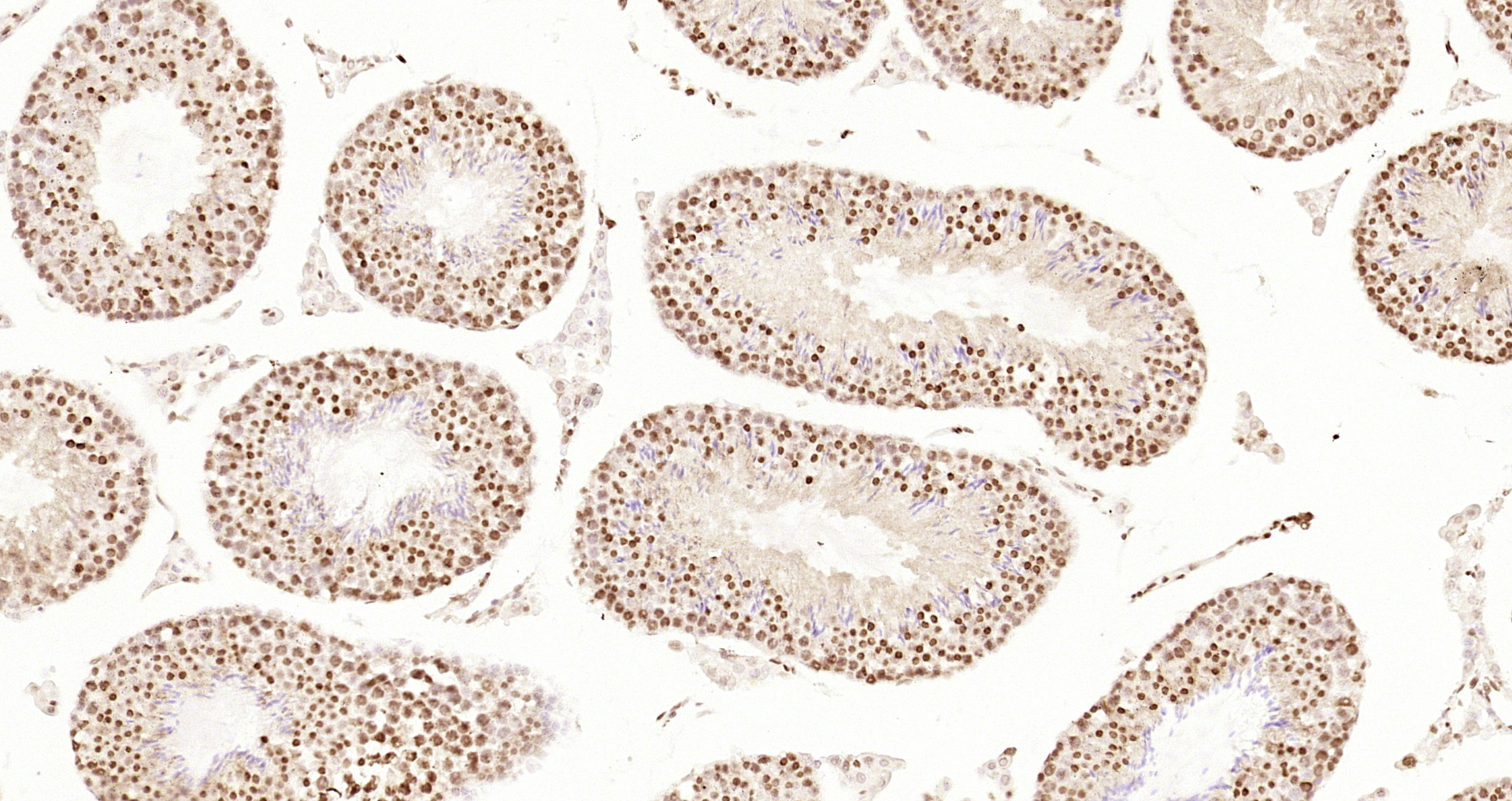 Paraformaldehyde-fixed and paraffin-embedded Mouse testis tissue incubated with Cyclin E1 (4H7) Monoclonal Antibody (bsm-52048R) at 1:200, overnight at 4°C, followed by a conjugated secondary antibody and DAB staining. Counterstained with hematoxylin.