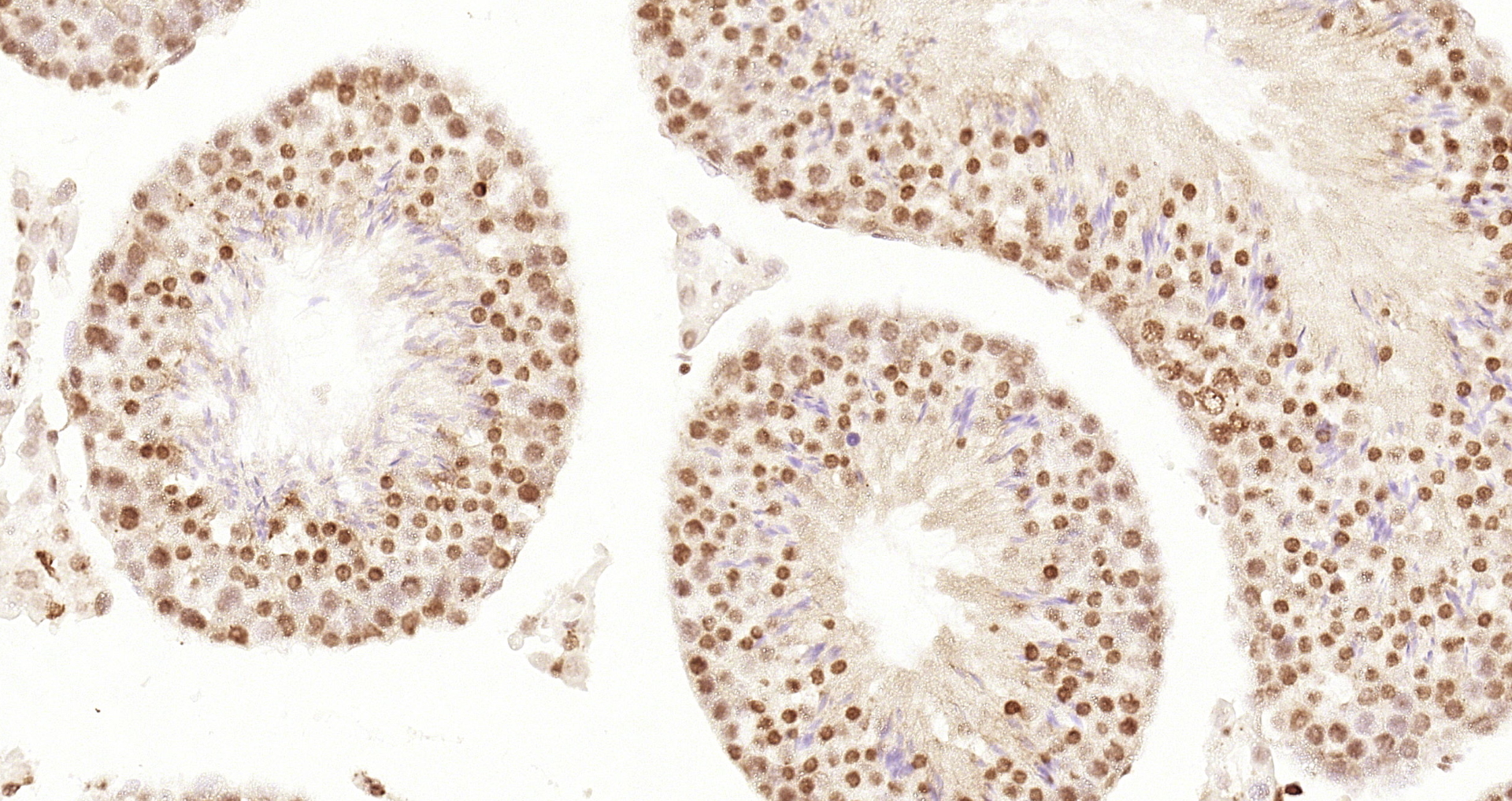 Paraformaldehyde-fixed and paraffin-embedded Mouse testis tissue incubated with Cyclin E1 (4H7) Monoclonal Antibody (bsm-52048R) at 1:200, overnight at 4\u00b0C, followed by a conjugated secondary antibody and DAB staining. Counterstained with hematoxylin.