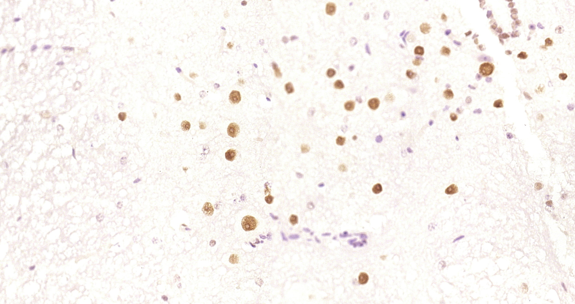 Paraformaldehyde-fixed and paraffin-embedded Mouse spinal cord tissue incubated with HDAC2 (3B7) Monoclonal Antibody (bsm-52082R) at 1:200, overnight at 4\u00b0C, followed by a conjugated secondary antibody and DAB staining. Counterstained with hematoxylin.