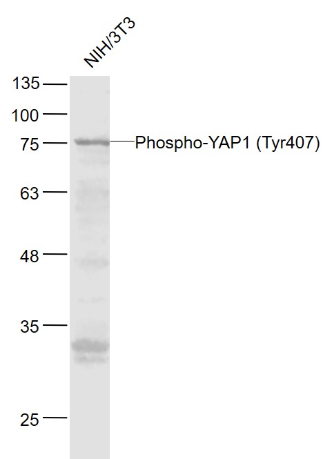 Lane 1: NIH/3T3 cell lysates probed with YAP1(Tyr407) Polyclonal Antibody, Unconjugated (bs-3476R) at 1:1000 dilution and 4˚C overnight incubation. Followed by conjugated secondary antibody incubation at 1:20000 for 60 min at 37˚C.