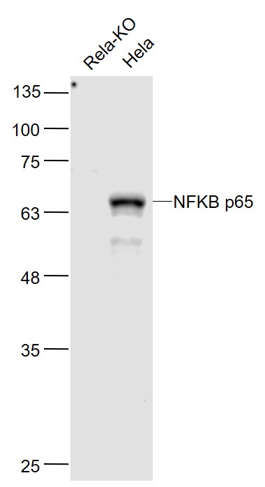Lane 1: Rela-KO cell lysates; Lane 2: Hela cell lysates probed with NFKB p65 (7G6) Monoclonal Antibody, Unconjugated (bsm-33117M) at 1:1000 dilution and 4˚C overnight incubation. Followed by conjugated secondary antibody incubation at 1:20000 for 60 min at 37˚C.
