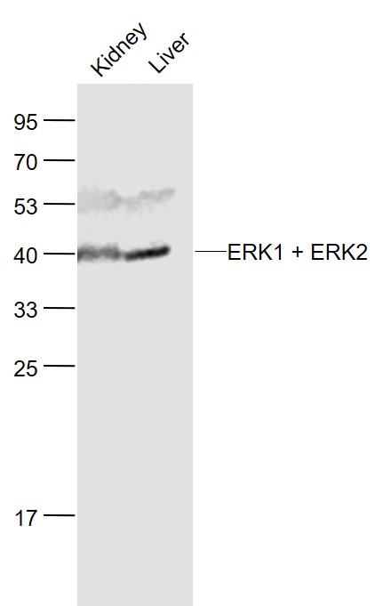 Lane 1: Mouse Kidney lysates; Lane 2: Mouse Liver lysates probed with ERK1 + 2 Polyclonal Antibody, Unconjugated (bs-2637R) at 1:1000 dilution and 4˚C overnight incubation. Followed by conjugated secondary antibody incubation at 1:20000 for 60 min at 37˚C.