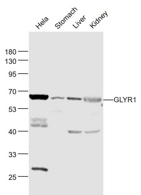 Lane 1: Hela cell lysates; Lane 2: Mouse Stomach lysates; Lane 3: Mouse Liver lysates; Lane 4: Mouse Kidney lysates probed with GLYR1/NP60 Polyclonal Antibody, Unconjugated (bs-13451R) at 1:1000 dilution and 4˚C overnight incubation. Followed by conjugated secondary antibody incubation at 1:20000 for 60 min at 37˚C.