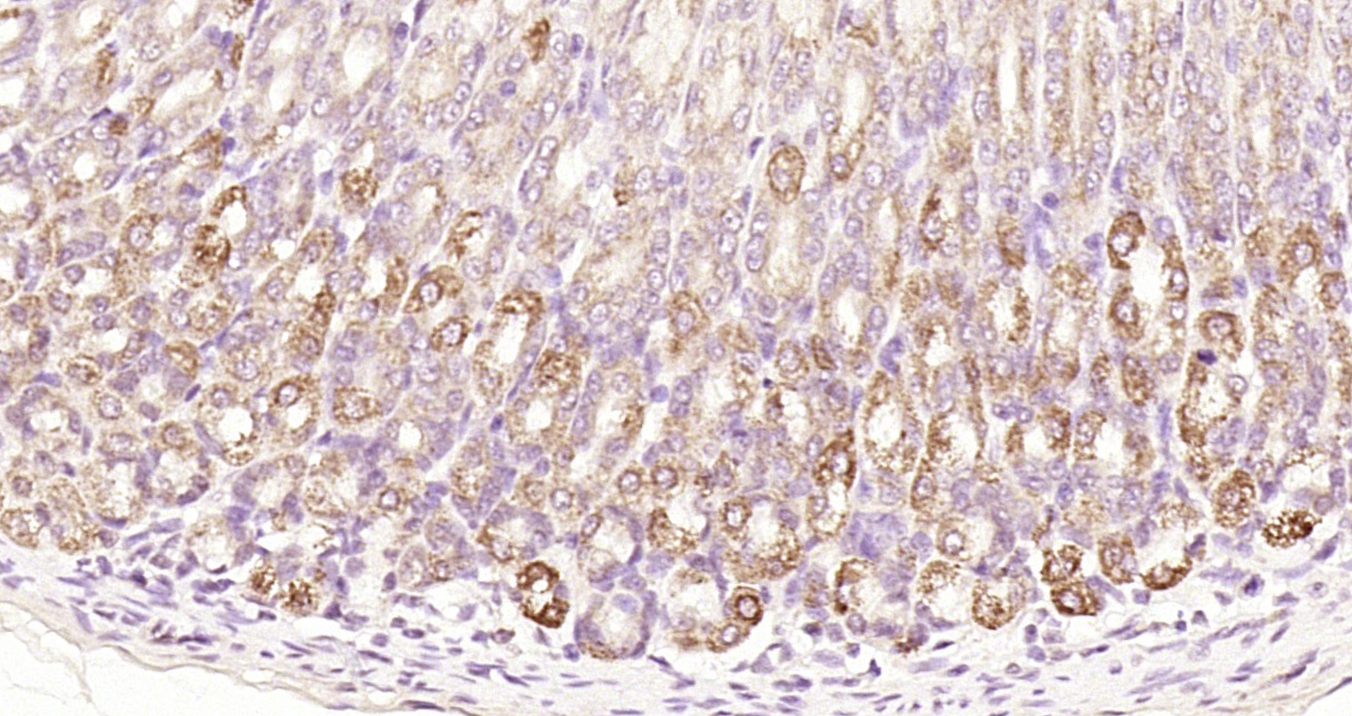 Paraformaldehyde-fixed, paraffin embedded Rat stomach; Antigen retrieval by boiling in sodium citrate buffer (pH6.0) for 15min; Block endogenous peroxidase by 3% hydrogen peroxide for 20 minutes; Blocking buffer (normal goat serum) at 37°C for 30min; Antibody incubation with Gastrin receptor/CCKBR Polyclonal Antibody, Unconjugated (bs-1777R) at 1:200 overnight at 4°C, DAB staining.