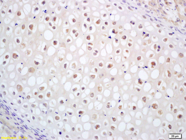 Formalin-fixed and paraffin embedded mouse embryo labeled with Rabbit Anti CDC14B Polyclonal Antibody, Unconjugated (bs-7608R) at 1:200 followed by conjugation to the secondary antibody and DAB staining