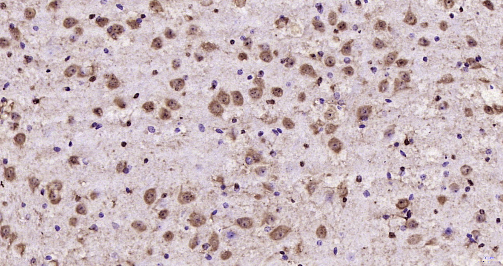 Anti-Brn-2 (POU3F2) Antibody, clone 8C4.2 clone 8C4.2, from mouse