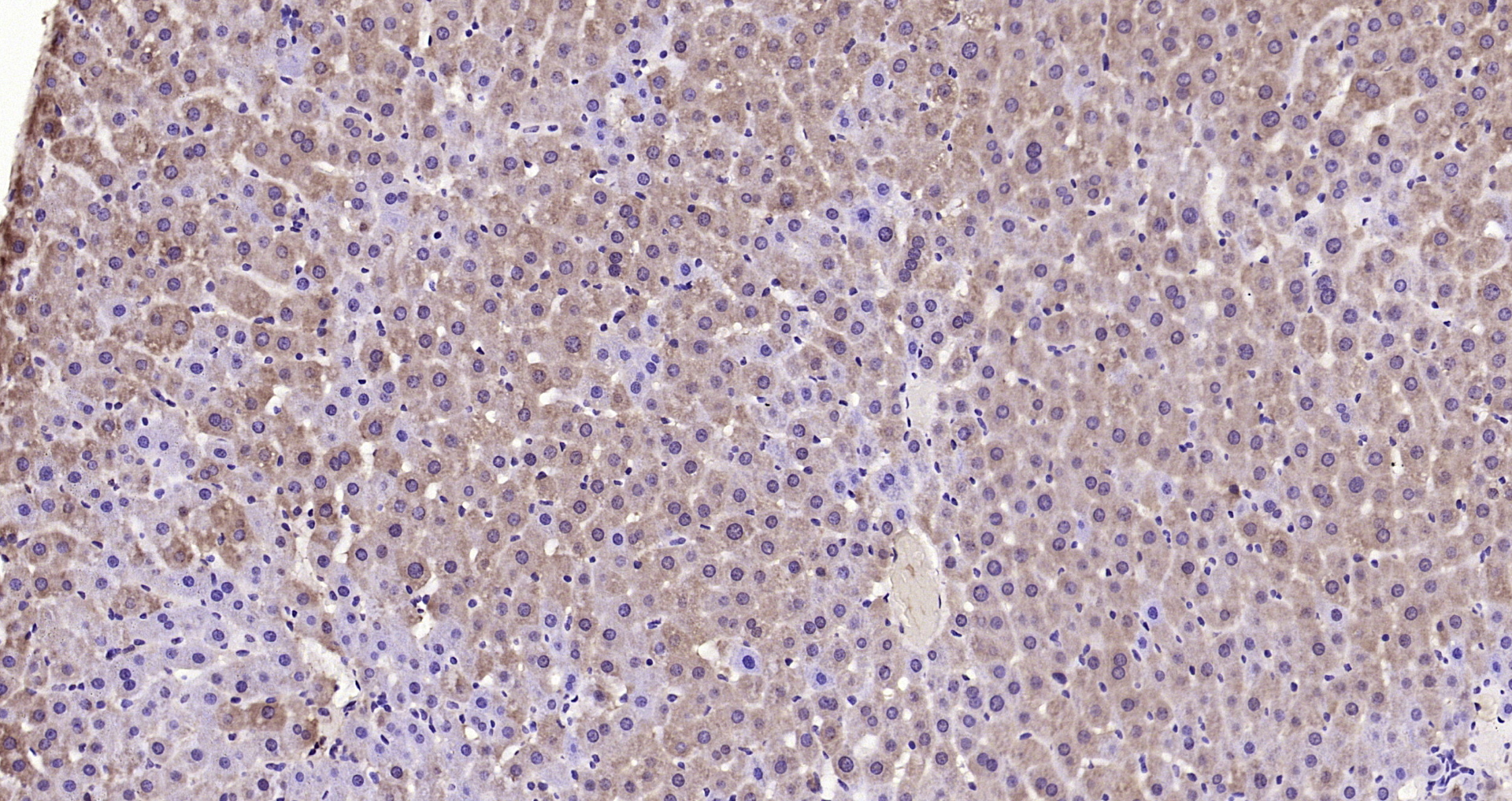 Paraformaldehyde-fixed, paraffin embedded Mouse liver; Antigen retrieval by boiling in sodium citrate buffer (pH6.0) for 15min; Block endogenous peroxidase by 3% hydrogen peroxide for 20 minutes; Blocking buffer (normal goat serum) at 37°C for 30min; Antibody incubation with Thyroid Hormone Polyclonal Antibody, Unconjugated (bs-6221R) at 1:200 overnight at 4°C, DAB staining.