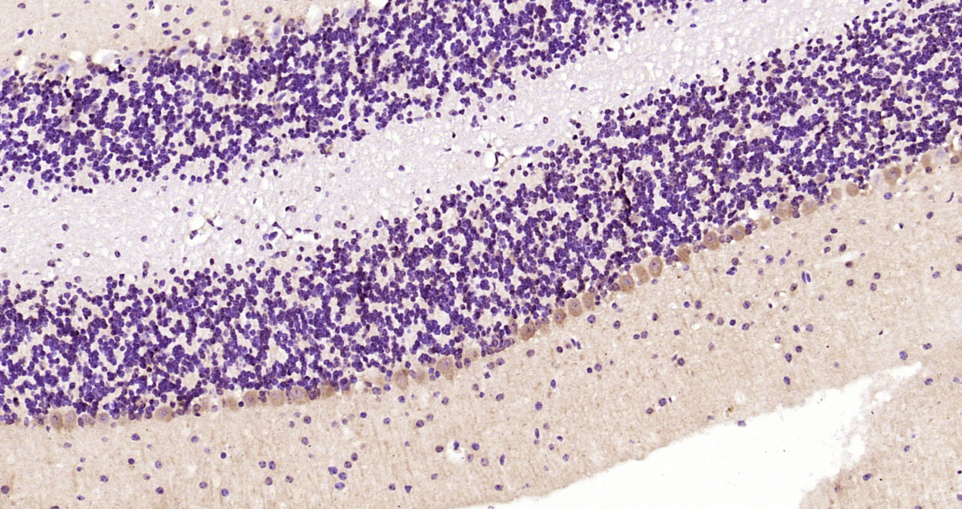 Paraformaldehyde-fixed, paraffin embedded Mouse cerebellum; Antigen retrieval by boiling in sodium citrate buffer (pH6.0) for 15min; Block endogenous peroxidase by 3% hydrogen peroxide for 20 minutes; Blocking buffer (normal goat serum) at 37°C for 30min; Antibody incubation with OCIAD1 Polyclonal Antibody, Unconjugated (bs-7001R) at 1:200 overnight at 4°C, DAB staining.