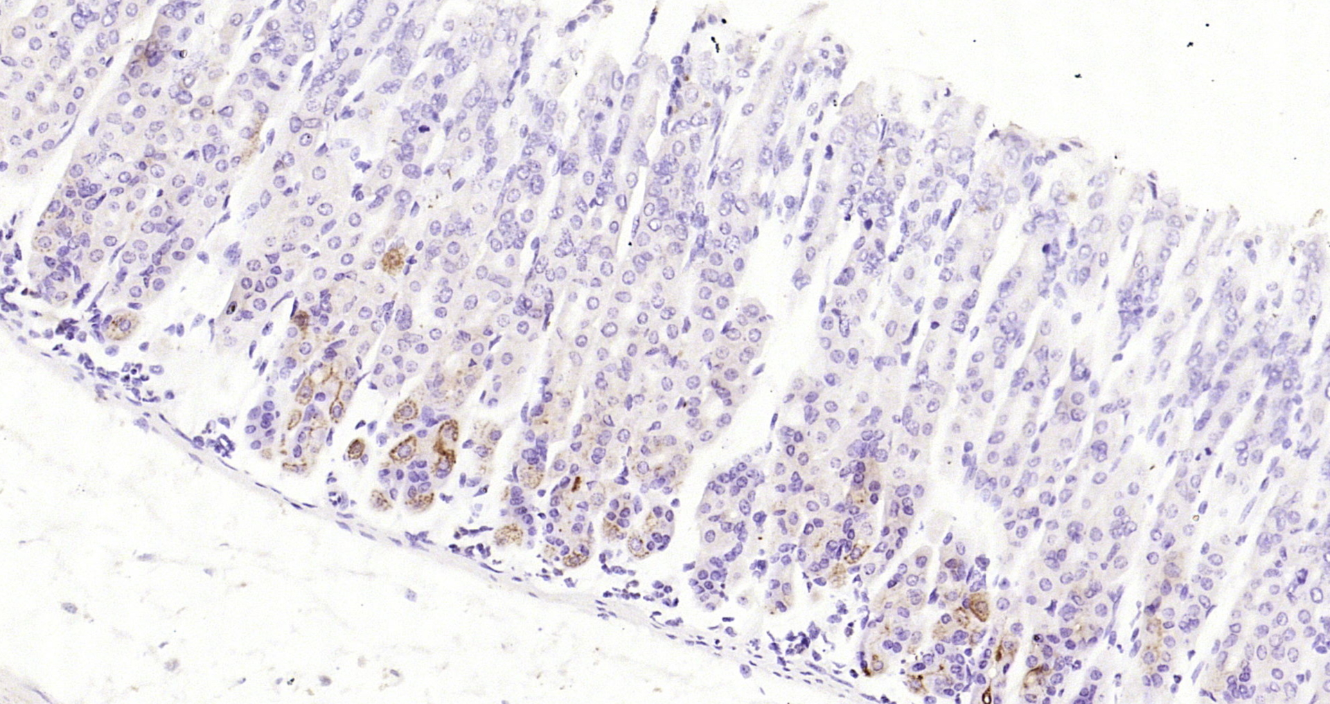 Paraformaldehyde-fixed, paraffin embedded Rat stomach; Antigen retrieval by boiling in sodium citrate buffer (pH6.0) for 15min; Block endogenous peroxidase by 3% hydrogen peroxide for 20 minutes; Blocking buffer (normal goat serum) at 37°C for 30min; Antibody incubation with CCDC80 Polyclonal Antibody, Unconjugated (bs-7992R) at 1:200 overnight at 4°C, DAB staining.