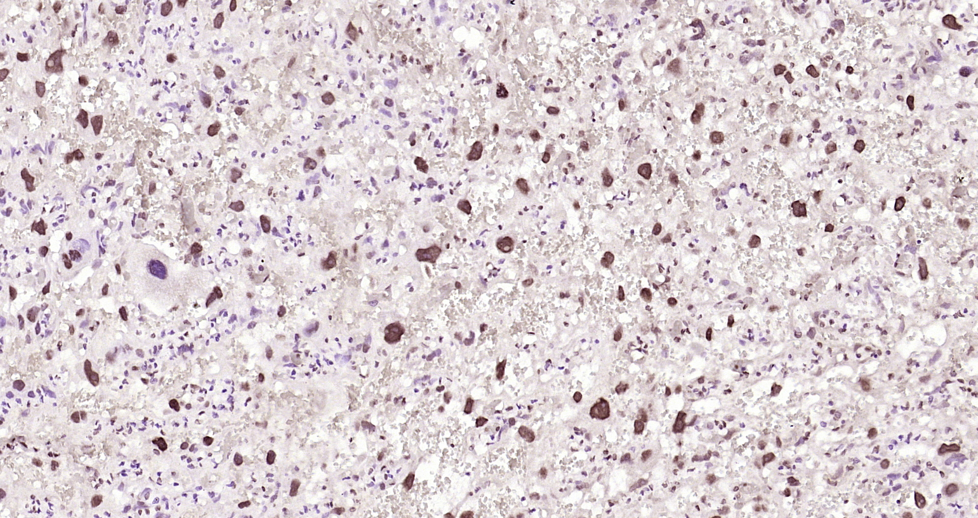 Paraformaldehyde-fixed, paraffin embedded Rat placenta; Antigen retrieval by boiling in sodium citrate buffer (pH6.0) for 15min; Block endogenous peroxidase by 3% hydrogen peroxide for 20 minutes; Blocking buffer (normal goat serum) at 37°C for 30min; Antibody incubation with COPS7A Polyclonal Antibody, Unconjugated (bs-9124R) at 1:200 overnight at 4°C, DAB staining.