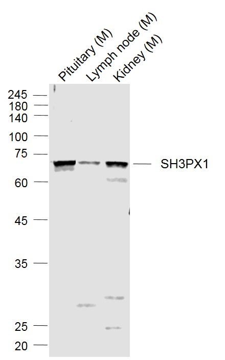 Lane 1: Mouse Pituitary lysates; Lane 2: Mouse Lymph node lysates; Lane 3: Mouse Kidney lysates probed with SH3PX1 Polyclonal Antibody, Unconjugated (bs-12407R) at 1:1000 dilution and 4˚C overnight incubation. Followed by conjugated secondary antibody incubation at 1:20000 for 60 min at 37˚C.