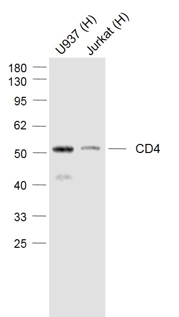 Lane 1: U937 cell lysates; Lane 2: Jurkat cell lysates probed with CD4 Polyclonal Antibody, Unconjugated (bsm-52469R) at 1:1000 dilution and 4˚C overnight incubation. Followed by conjugated secondary antibody incubation at 1:20000 for 60 min at 37˚C.