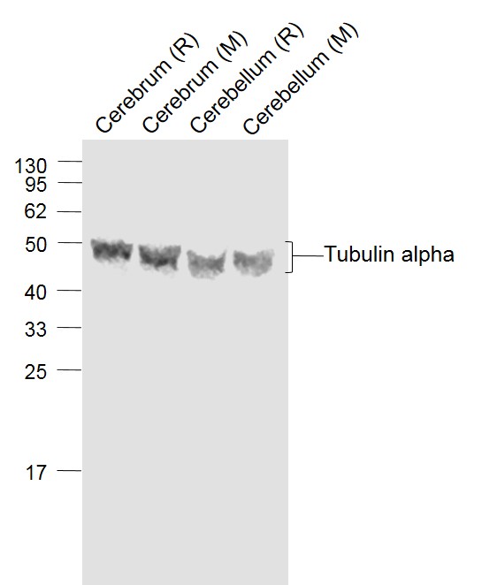 Lane 1: Rat Cerebrum lysates; Lane 2: Mouse Cerebrum lysates; Lane 3: Rat Cerebellum lysates; Lane 4: Mouse Cerebellum lysates probed with Tubulin-alpha Polyclonal Antibody, Unconjugated (bs-0159R) at 1:1000 dilution and 4˚C overnight incubation. Followed by conjugated secondary antibody incubation at 1:20000 for 60 min at 37˚C._x000D_ _x000D_