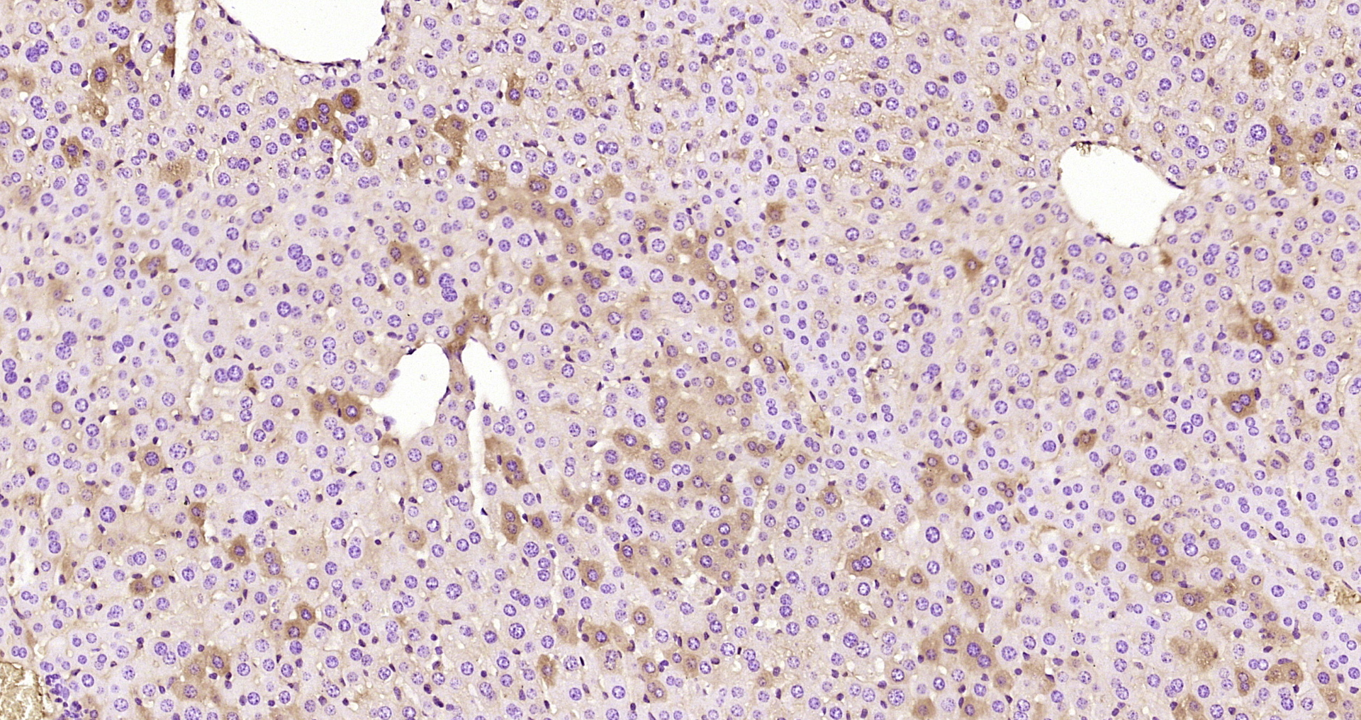 Paraformaldehyde-fixed, paraffin embedded Mouse liver; Antigen retrieval by boiling in sodium citrate buffer (pH6.0) for 15min; Block endogenous peroxidase by 3% hydrogen peroxide for 20 minutes; Blocking buffer (normal goat serum) at 37°C for 30min; Antibody incubation with Cytokeratin 8 Monoclonal Antibody, Unconjugated (bsm-33061M) at 1:800 overnight at 4°C, DAB staining.