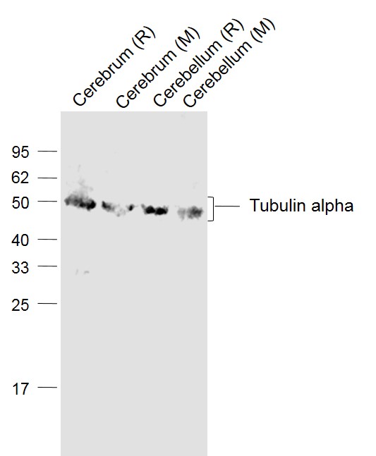 Lane 1: Rat Cerebrum lysates; Lane 2: Mouse Cerebrum lysates; Lane 3: Rat Cerebellum lysates; Lane 4: Mouse Cerebellum lysates probed with Tubulin alpha Polyclonal Antibody, Unconjugated (bs-20496R) at 1:1000 dilution and 4˚C overnight incubation. Followed by conjugated secondary antibody incubation at 1:20000 for 60 min at 37˚C._x000D_ _x000D_