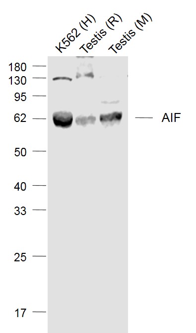 Lane 1: K562 cell lysates; Lane 2: Rat Testis lysates; Lane 3: Mouse Testis lysates probed with AIF Polyclonal Antibody, Unconjugated (bs-0037R) at 1:1000 dilution and 4°C overnight incubation. Followed by conjugated secondary antibody incubation at 1:20000 for 60 min at 37°C.