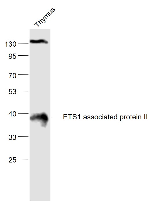 Lane 1: Mouse Thymus lysates probed with ETS1 associated protein 2 Polyclonal Antibody, Unconjugated (bs-5164R) at 1:1000 dilution and 4˚C overnight incubation. Followed by conjugated secondary antibody incubation at 1:20000 for 60 min at 37˚C.