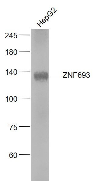 Lane 1: HepG2 cell lysates probed with ZNF693 Polyclonal Antibody, Unconjugated (bs-5716R) at 1:1000 dilution and 4˚C overnight incubation. Followed by conjugated secondary antibody incubation at 1:20000 for 60 min at 37˚C.