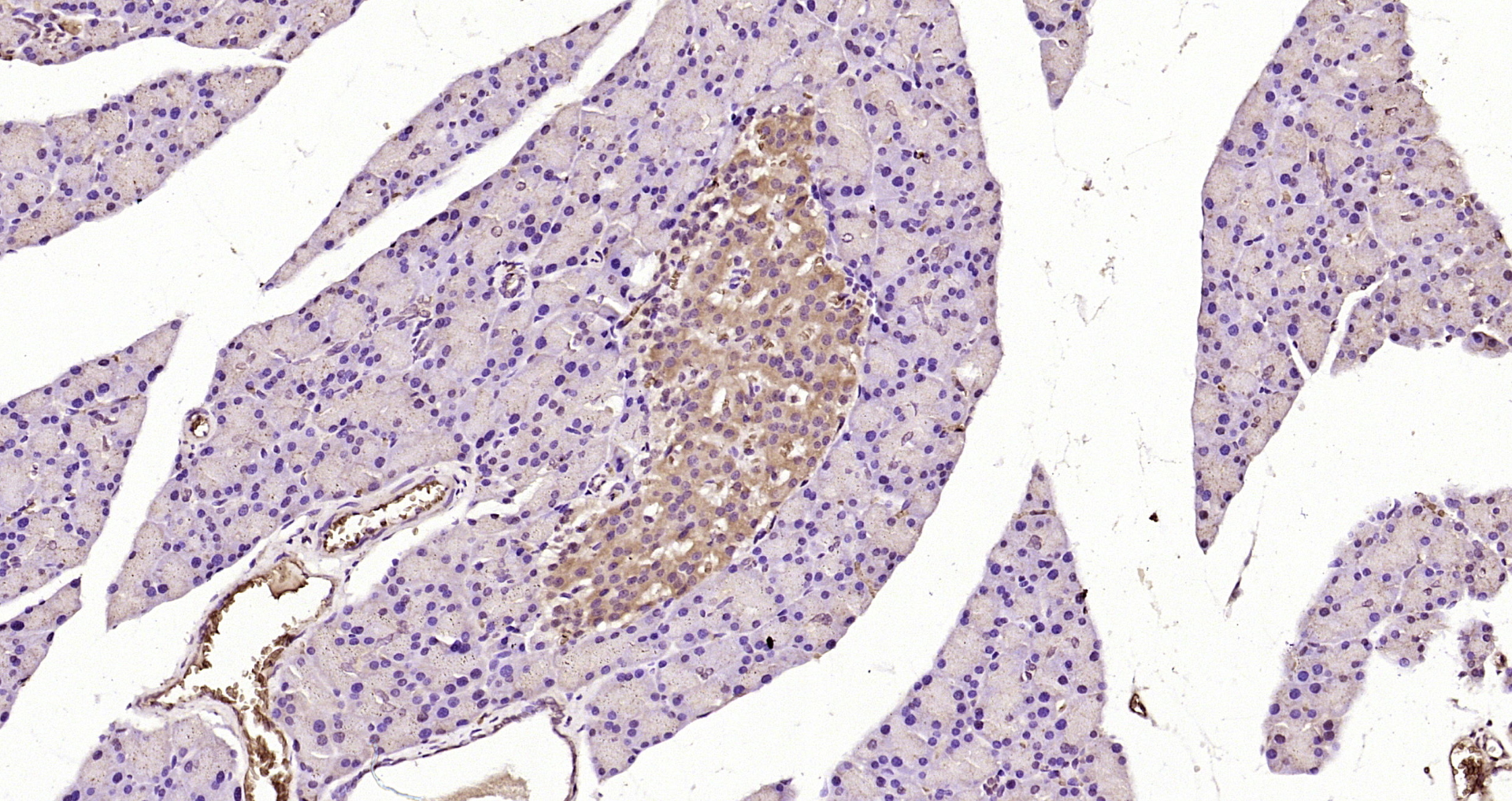 Paraformaldehyde-fixed, paraffin embedded Rat pancreas; Antigen retrieval by boiling in sodium citrate buffer (pH6.0) for 15min; Block endogenous peroxidase by 3% hydrogen peroxide for 20 minutes; Blocking buffer (normal goat serum) at 37°C for 30min; Antibody incubation with PSMD9 Polyclonal Antibody, Unconjugated (bs-1372R) at 1:200 overnight at 4°C, DAB staining.