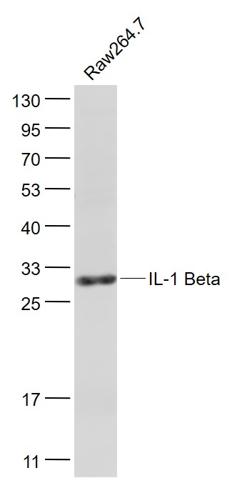 Lane 1: Raw264.7 cell lysates probed with IL-1 Beta Polyclonal Antibody, Unconjugated (bs-6319R) at 1:1000 dilution and 4˚C overnight incubation. Followed by conjugated secondary antibody incubation at 1:20000 for 60 min at 37˚C.