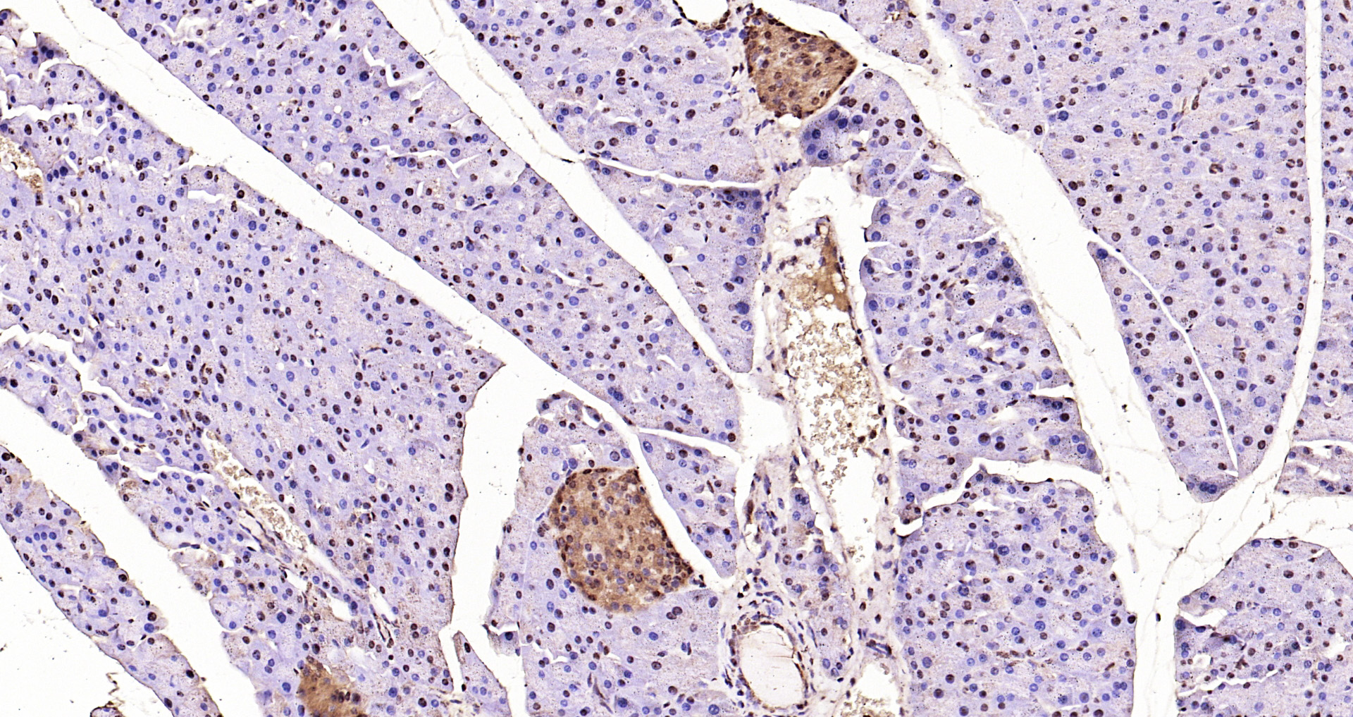 Paraformaldehyde-fixed, paraffin embedded Mouse pancreas; Antigen retrieval by boiling in sodium citrate buffer (pH6.0) for 15min; Block endogenous peroxidase by 3% hydrogen peroxide for 20 minutes; Blocking buffer (normal goat serum) at 37°C for 30min; Antibody incubation with ERK1(T202/Y204)+ERK2(T183/Y185) Polyclonal Antibody, Unconjugated (bs-1646R) at 1:200 overnight at 4°C, DAB staining.