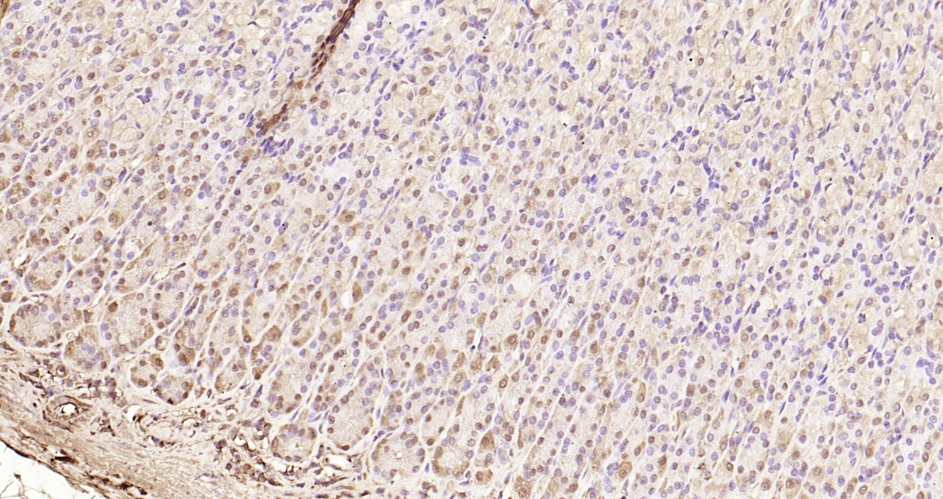 Paraformaldehyde-fixed, paraffin embedded Rat stomach; Antigen retrieval by boiling in sodium citrate buffer (pH6.0) for 15min; Block endogenous peroxidase by 3% hydrogen peroxide for 20 minutes; Blocking buffer (normal goat serum) at 37°C for 30min; Antibody incubation with SQSTM1 Polyclonal Antibody, Unconjugated (bs-2951R) at 1:200 overnight at 4°C, DAB staining.