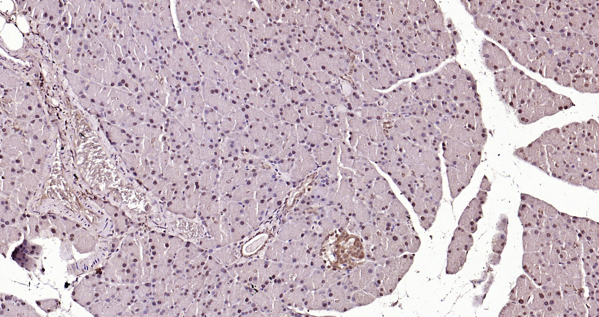 Paraformaldehyde-fixed, paraffin embedded Rat pancreas; Antigen retrieval by boiling in sodium citrate buffer (pH6.0) for 15min; Block endogenous peroxidase by 3% hydrogen peroxide for 20 minutes; Blocking buffer (normal goat serum) at 37°C for 30min; Antibody incubation with ERK1/2(Thr202 + Tyr204) Polyclonal Antibody, Unconjugated (bs-3016R) at 1:200 overnight at 4°C, DAB staining.