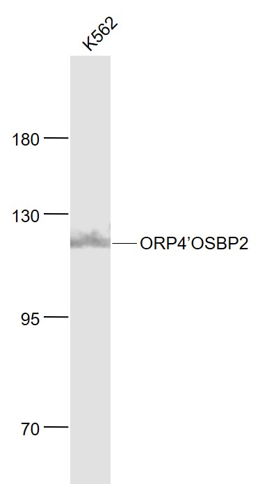 Lane 1: K562 cell lysates probed with OSBP2 Polyclonal Antibody, Unconjugated (bs-6560R) at 1:1000 dilution and 4˚C overnight incubation. Followed by conjugated secondary antibody incubation at 1:20000 for 60 min at 37˚C.