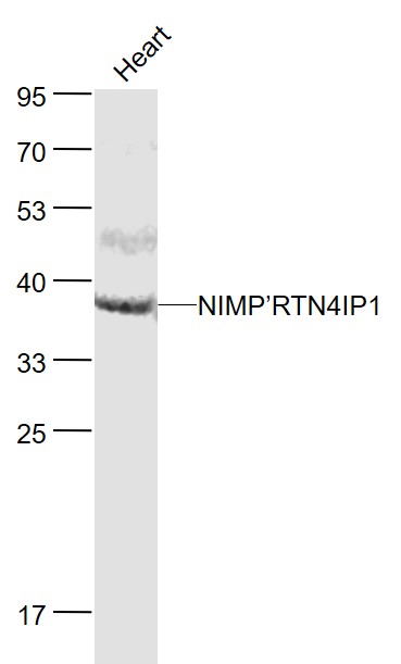 Lane 1: Mouse Heart lysates probed with NIMP Polyclonal Antibody, Unconjugated (bs-8334R) at 1:1000 dilution and 4˚C overnight incubation. Followed by conjugated secondary antibody incubation at 1:20000 for 60 min at 37˚C. Lane 1: Mouse Heart lysates probed with NIMP Polyclonal Antibody, Unconjugated (bs-8334R) at 1:1000 dilution and 4˚C overnight incubation. Followed by conjugated secondary antibody incubation at 1:20000 for 60 min at 37˚C.