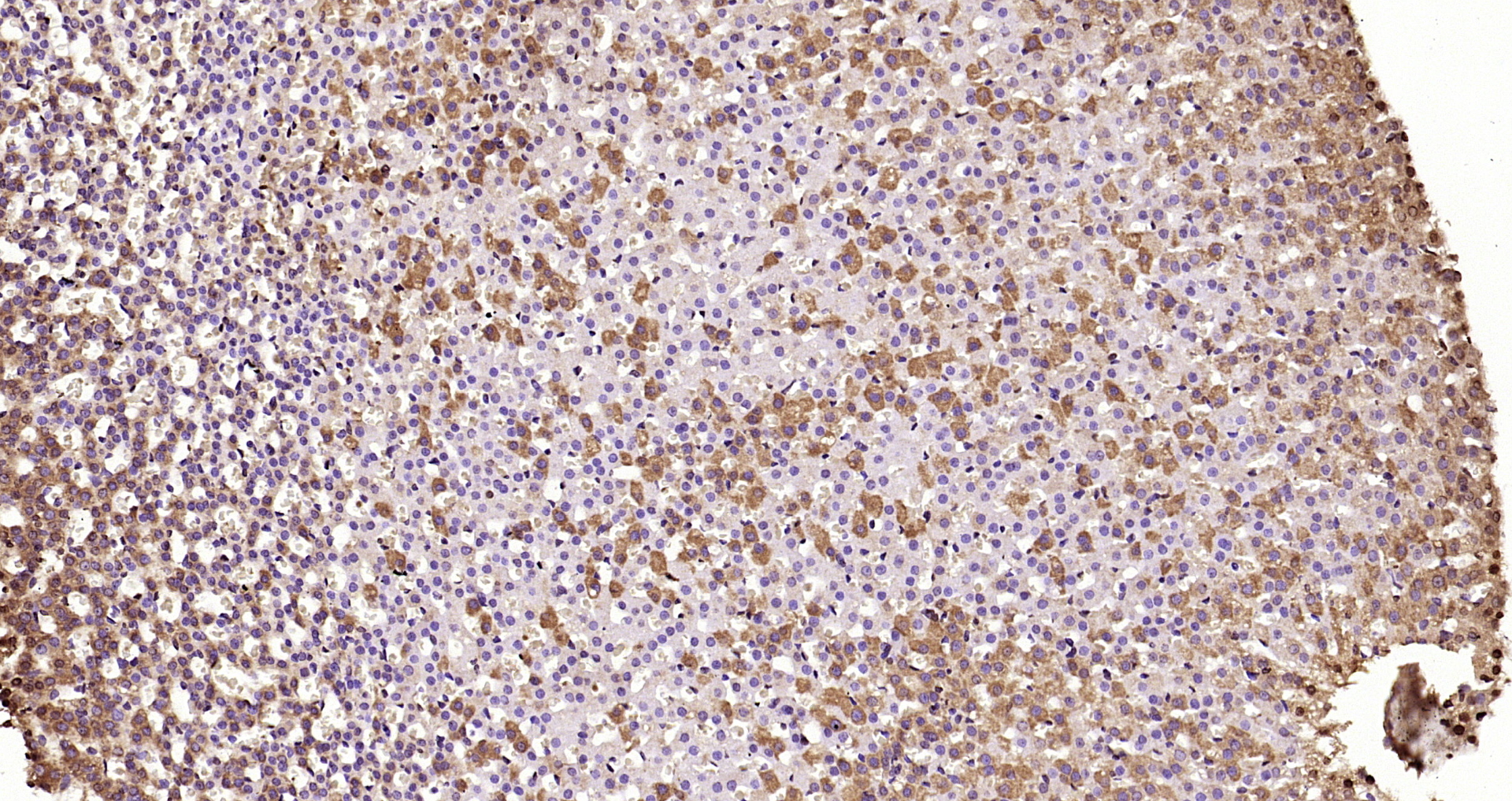 Paraformaldehyde-fixed, paraffin embedded Rat adrenal gland; Antigen retrieval by boiling in sodium citrate buffer (pH6.0) for 15min; Block endogenous peroxidase by 3% hydrogen peroxide for 20 minutes; Blocking buffer (normal goat serum) at 37°C for 30min; Antibody incubation with _x000D_ Seladin 1 Polyclonal Antibody, Unconjugated (bs-5390R) at 1:200 overnight at 4°C, DAB staining.