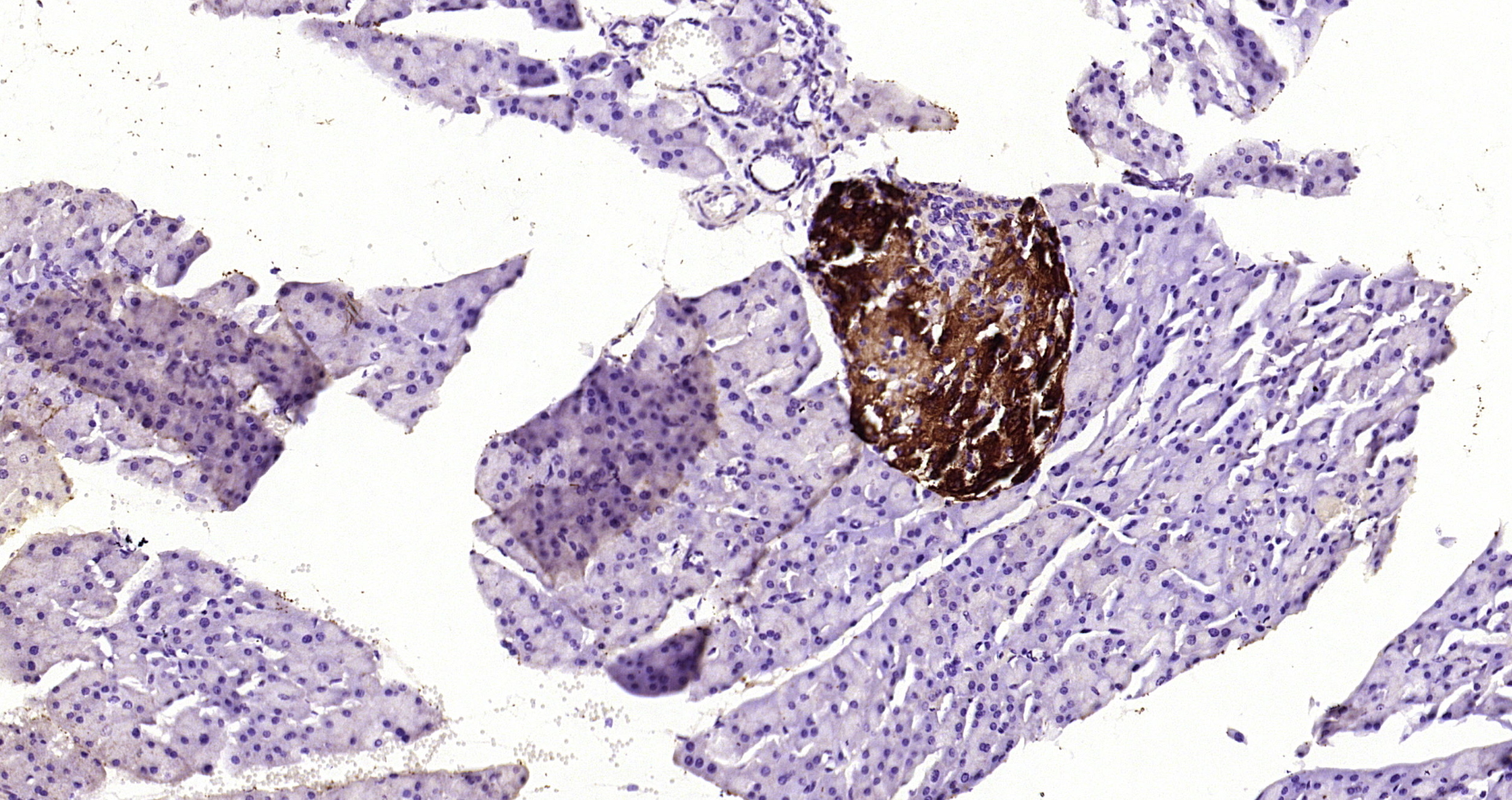 Paraformaldehyde-fixed, paraffin embedded Mouse pancreas; Antigen retrieval by boiling in sodium citrate buffer (pH6.0) for 15min; Block endogenous peroxidase by 3% hydrogen peroxide for 20 minutes; Blocking buffer (normal goat serum) at 37°C for 30min; Antibody incubation with SPR/Sepiapterin reductase Polyclonal Antibody, Unconjugated (bs-11784R) at 1:200 overnight at 4°C, DAB staining.