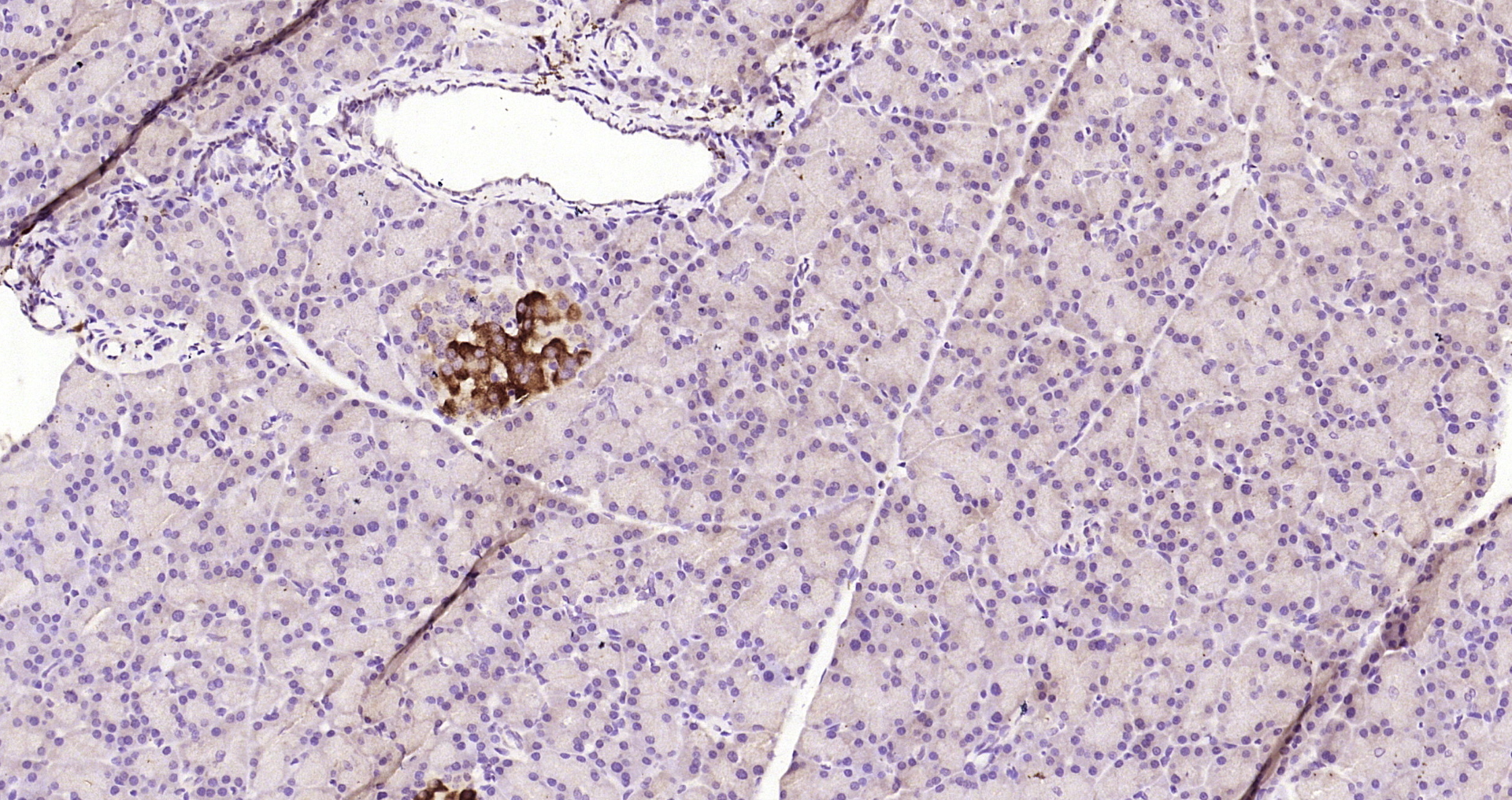 Paraformaldehyde-fixed, paraffin embedded Rat pancreas; Antigen retrieval by boiling in sodium citrate buffer (pH6.0) for 15min; Block endogenous peroxidase by 3% hydrogen peroxide for 20 minutes; Blocking buffer (normal goat serum) at 37°C for 30min; Antibody incubation with SPR/Sepiapterin reductase Polyclonal Antibody, Unconjugated (bs-11784R) at 1:200 overnight at 4°C, DAB staining.