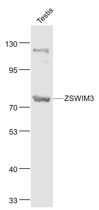 Lane 1: Mouse Testis lysates probed with ZSWIM3 Polyclonal Antibody, Unconjugated (bs-9138R) at 1:1000 dilution and 4˚C overnight incubation. Followed by conjugated secondary antibody incubation at 1:20000 for 60 min at 37˚C.