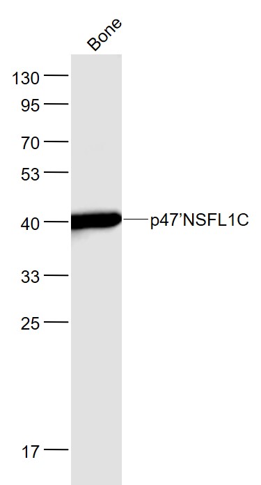 Lane 1: Mouse Bone lysates probed with p47 Polyclonal Antibody, Unconjugated (bs-9902R) at 1:1000 dilution and 4˚C overnight incubation. Followed by conjugated secondary antibody incubation at 1:20000 for 60 min at 37˚C.