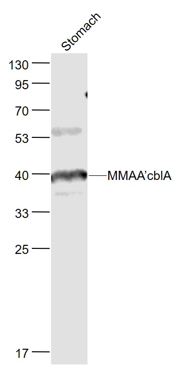 Lane 1: Mouse Stomach lysates probed with cblA Polyclonal Antibody, Unconjugated (bs-9961R) at 1:1000 dilution and 4˚C overnight incubation. Followed by conjugated secondary antibody incubation at 1:20000 for 60 min at 37˚C.