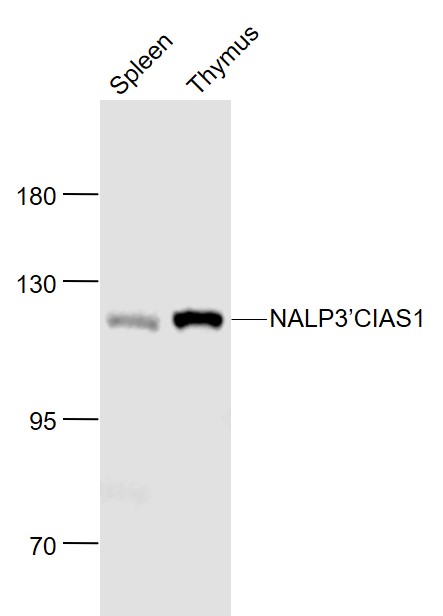 Lane 1: Mouse Spleen lysates; Lane 2: Mouse Thymus lysates probed with NALP3/CIAS1 Polyclonal Antibody, Unconjugated (bs-10021R) at 1:1000 dilution and 4˚C overnight incubation. Followed by conjugated secondary antibody incubation at 1:20000 for 60 min at 37˚C.