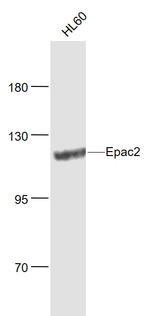 Lane 1: HL60 cell lysates probed with Epac2 Polyclonal Antibody, Unconjugated (bs-10955R) at 1:1000 dilution and 4˚C overnight incubation. Followed by conjugated secondary antibody incubation at 1:20000 for 60 min at 37˚C.