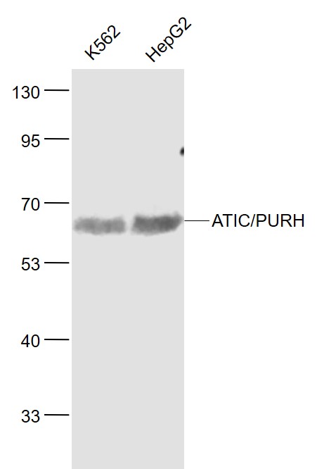 Lane 1: K562 cell lysates; Lane 2: HepG2 cell lysates probed with ATIC Polyclonal Antibody, Unconjugated (bs-12544R) at 1:1000 dilution and 4˚C overnight incubation. Followed by conjugated secondary antibody incubation at 1:20000 for 60 min at 37˚C.