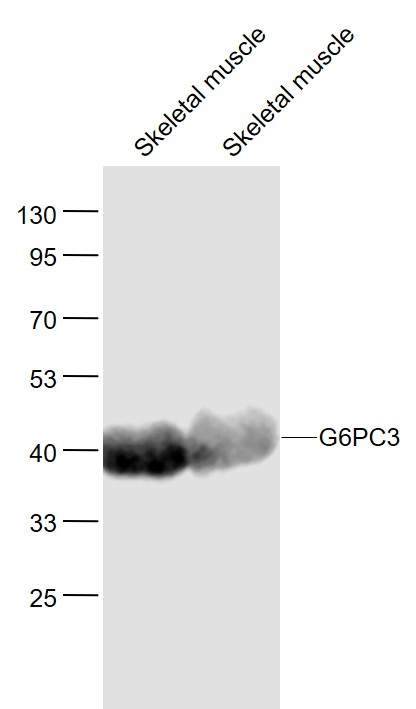 Lane 1: Mouse Skeletal muscle lysates; Lane 2: Rat Skeletal muscle lysates probed with G6PC3 Polyclonal Antibody, Unconjugated (bs-13253R) at 1:1000 dilution and 4˚C overnight incubation. Followed by conjugated secondary antibody incubation at 1:20000 for 60 min at 37˚C.