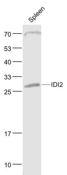 Lane 1: Mouse Spleen lysates probed with IDI2 Polyclonal Antibody, Unconjugated (bs-15540R) at 1:1000 dilution and 4˚C overnight incubation. Followed by conjugated secondary antibody incubation at 1:20000 for 60 min at 37˚C.