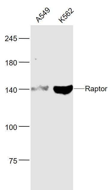 Lane 1: A549 cell lysates; Lane 2: K562 cell lysates probed with Raptor/RPTOR (14C4) Monoclonal Antibody, Unconjugated (bsm-51285M) at 1:1000 dilution and 4˚C overnight incubation. Followed by conjugated secondary antibody incubation at 1:20000 for 60 min at 37˚C.